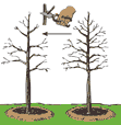 Illustration of a containerized tree being planted according to the seventh step.